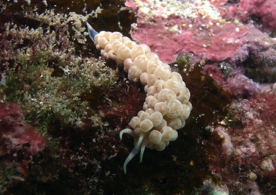  Phyllodesmium magnum (Sea Slug)